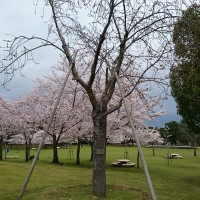 sakura201543-3
